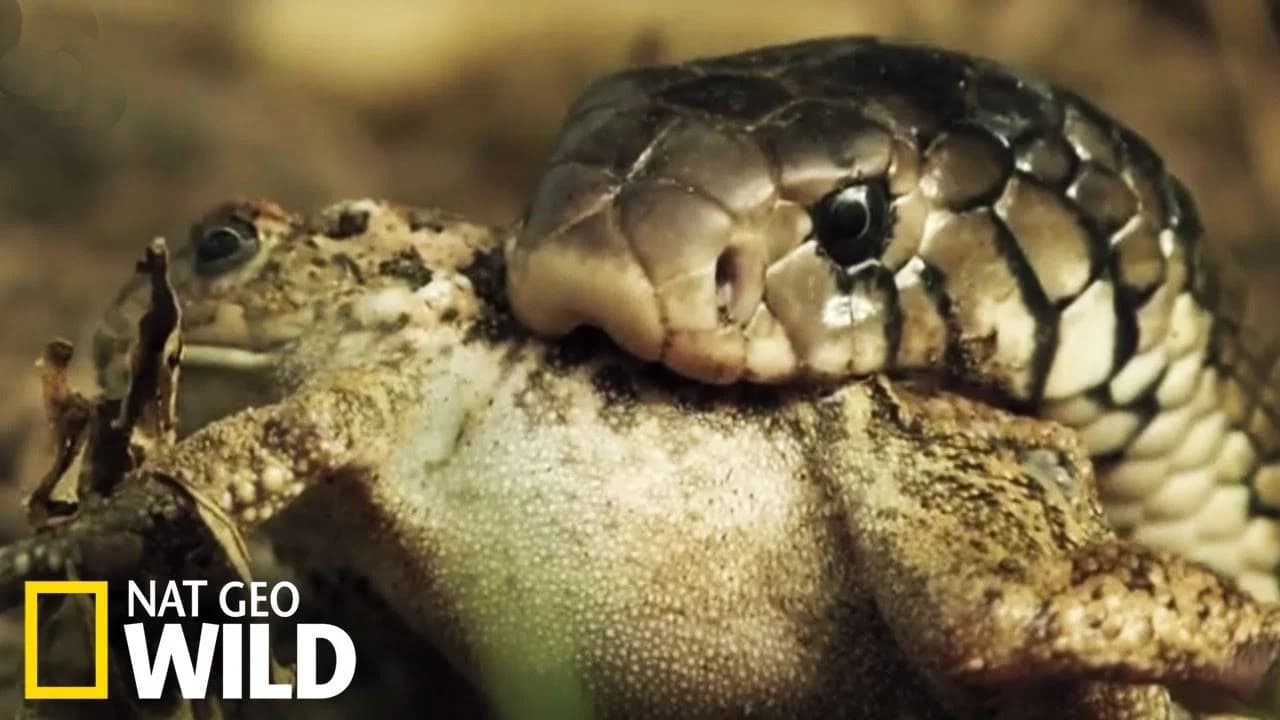 Serpent à sonnette : la terreur du désert