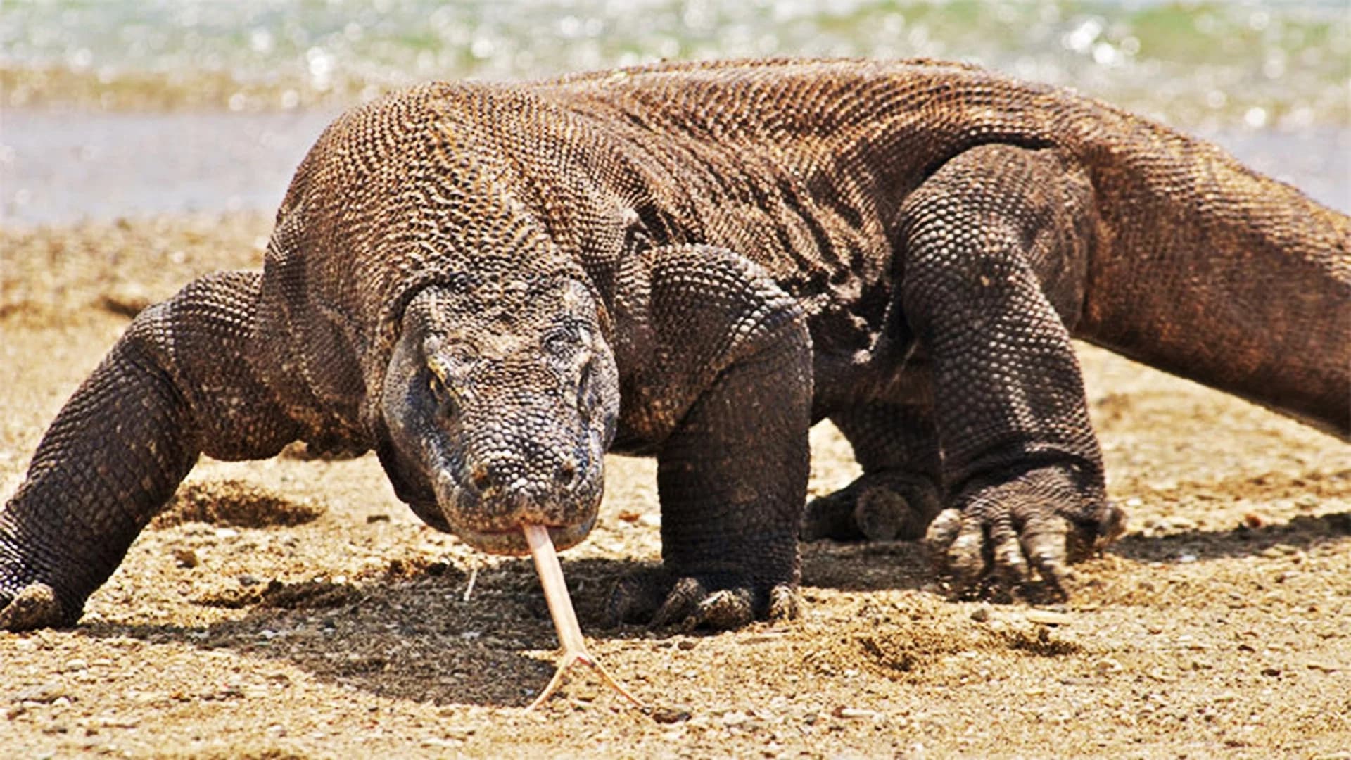 Une vie de dragon