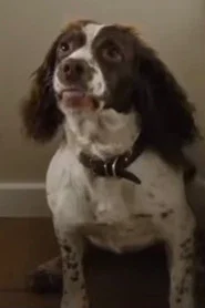 Rosa the Dog