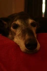 Bobby the dog