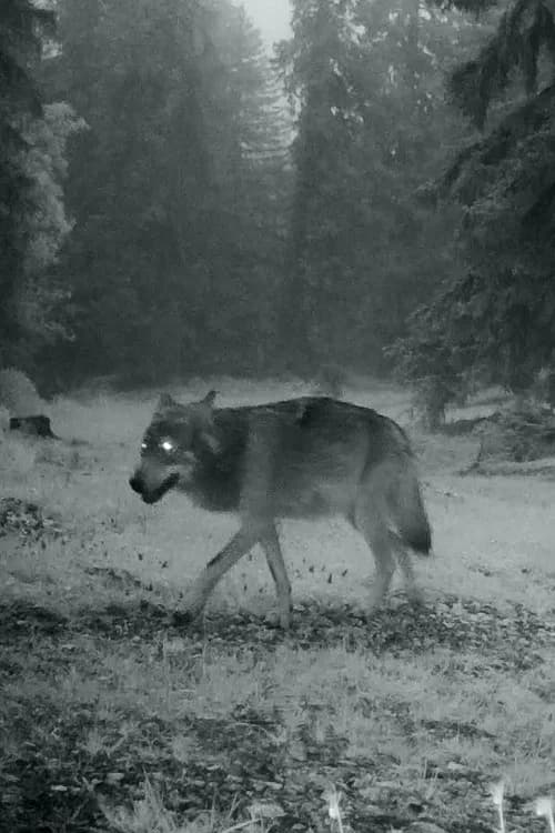 Le dernier loup