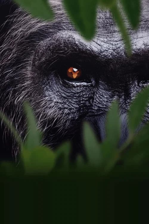 Africa Earth's Wild Home