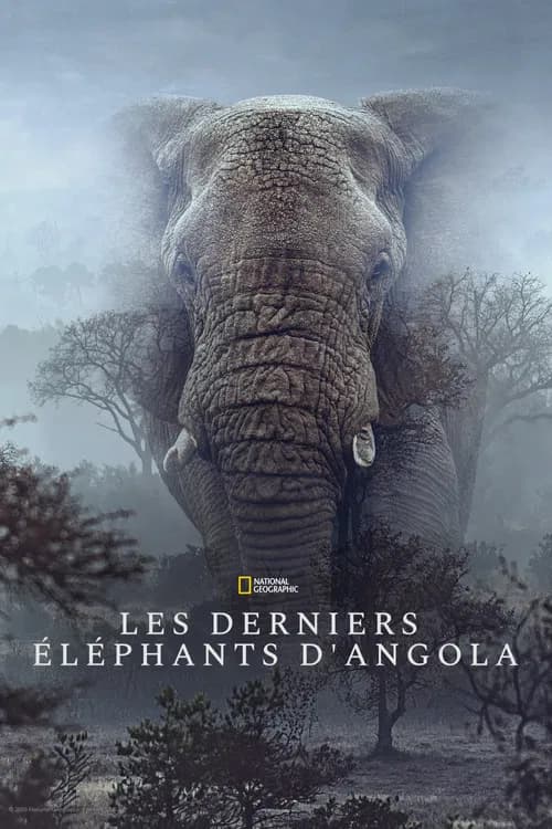 Ghost Elephants