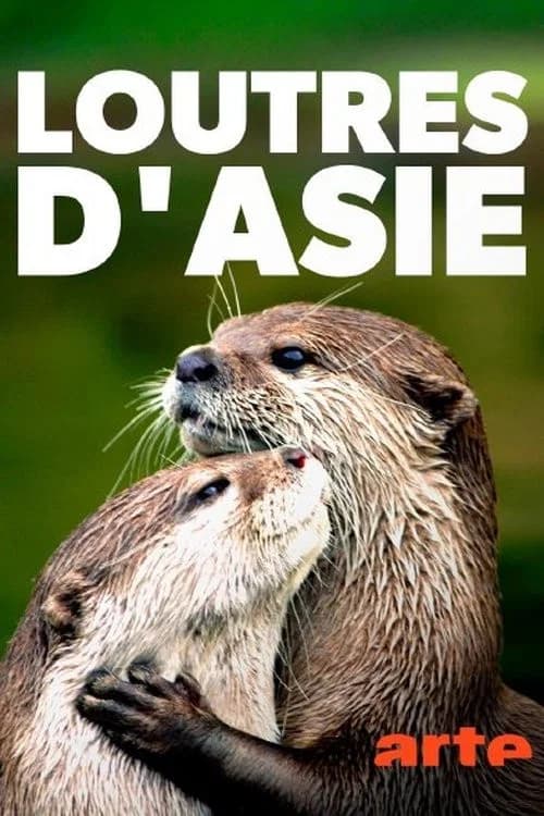 Loutres d'Asie, une vie sur le fleuve