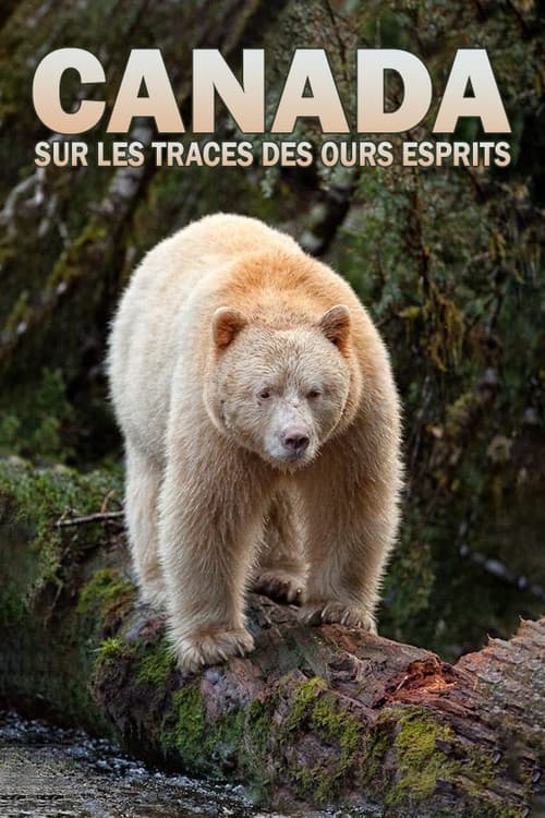 Canada : Sur les traces des ours esprits