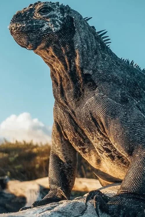 Galapagos