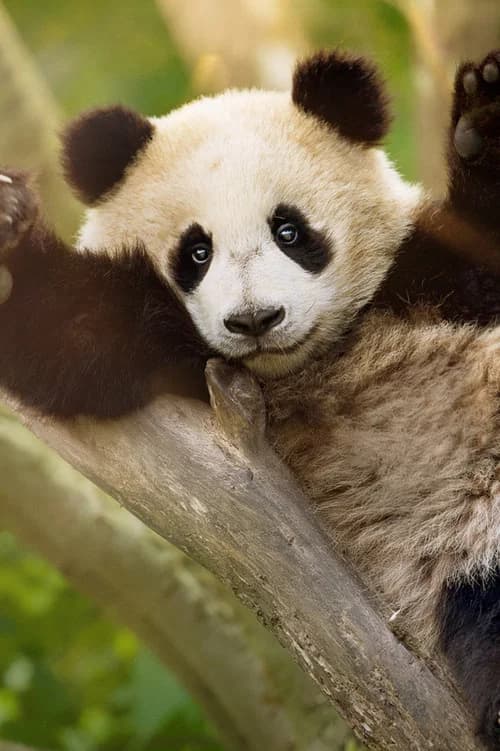 Panda School