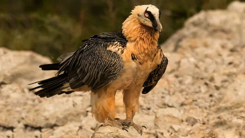 Return of the Vultures