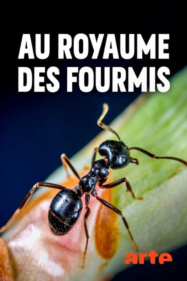 Au royaume des fourmis