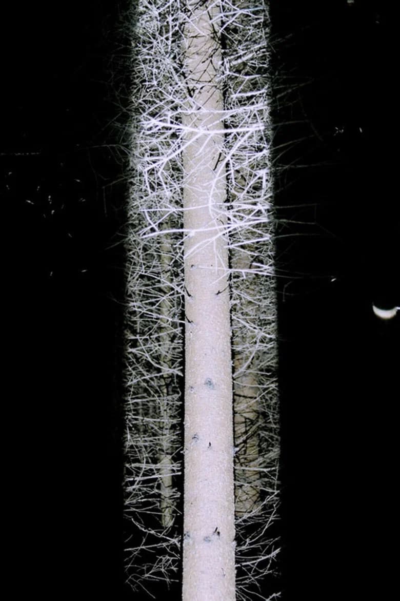 De Natura Tenebrarum