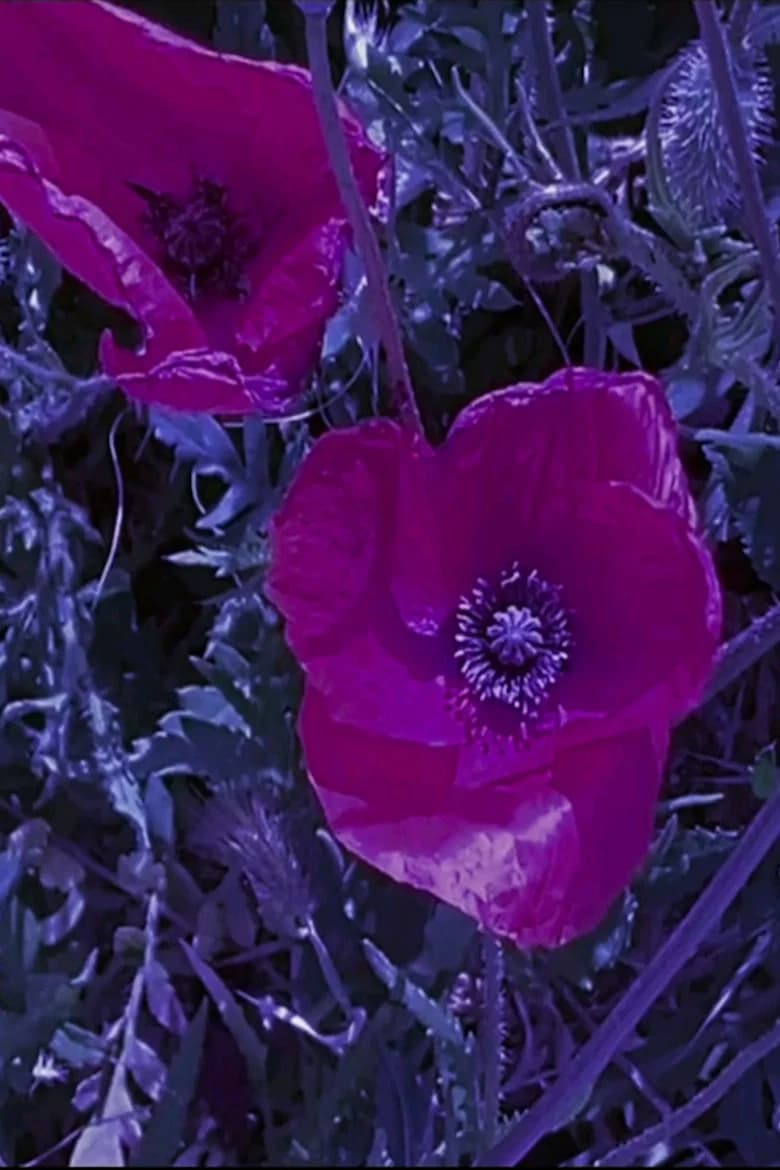 BLIND THE WIND