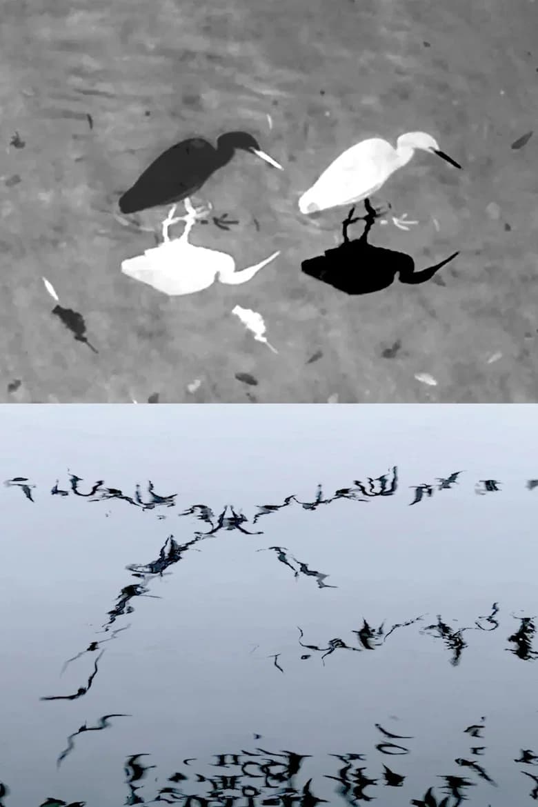 Animal Studies (Egret / Seagull Reflection / Midges / Spider / Swans in a Line)