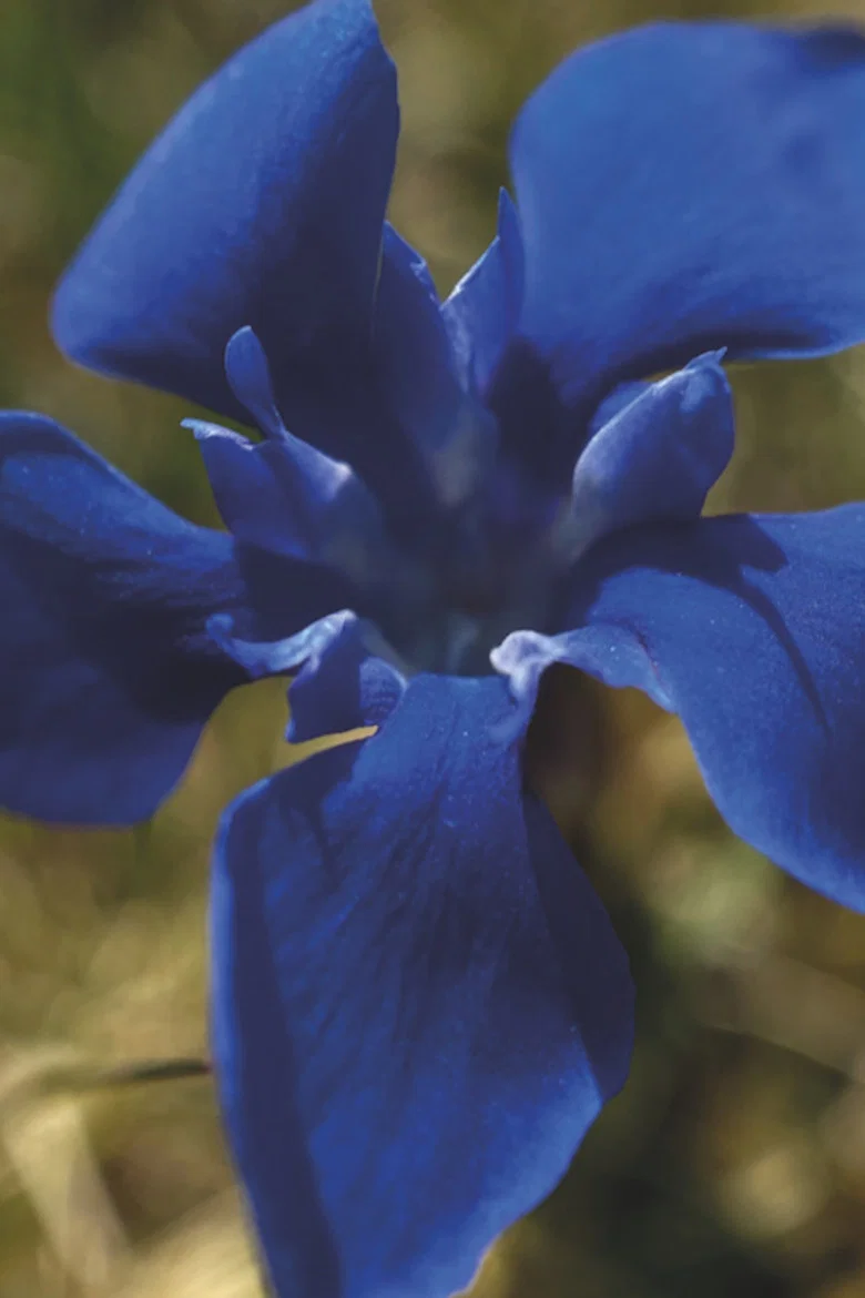 Gentian Sprite