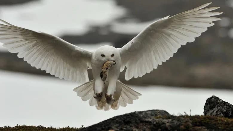 Race to Winter