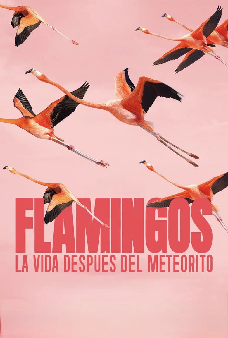 Flamingos: La vida después del meteorito