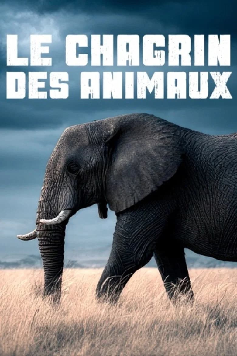 Le chagrin des animaux : mythe ou réalité ?