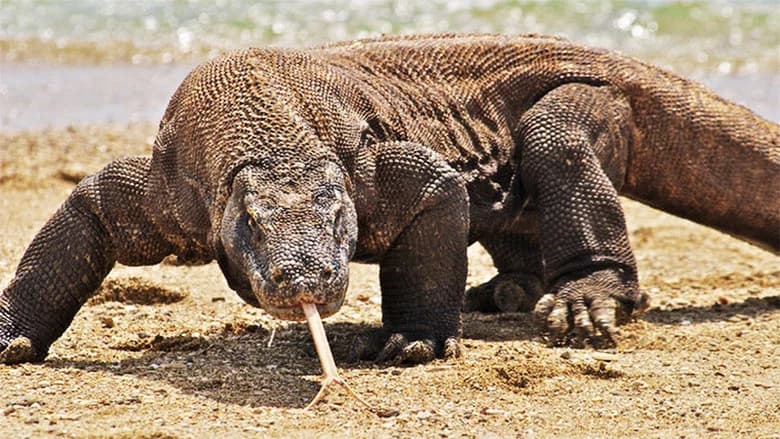 Une vie de dragon