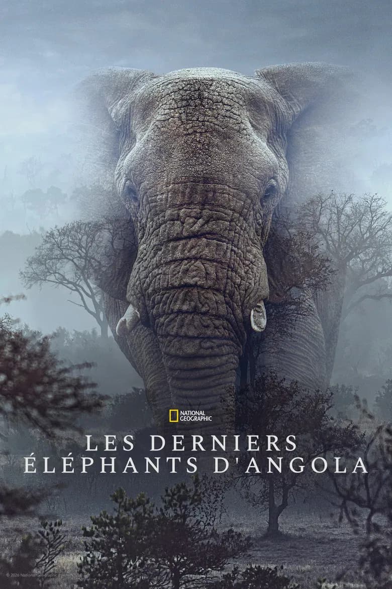 Ghost Elephants