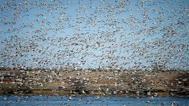 The Rise of the Birds