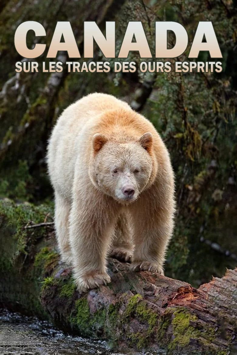 Canada : Sur les traces des ours esprits