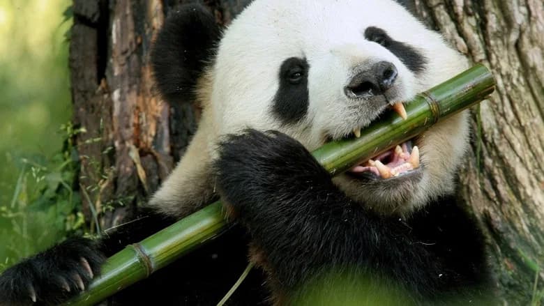 Pandamonium