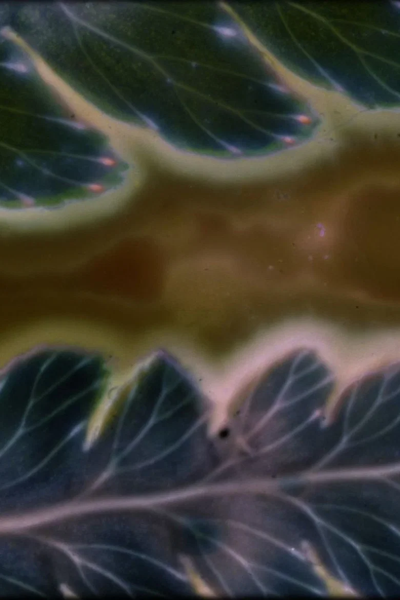 Phytophonics