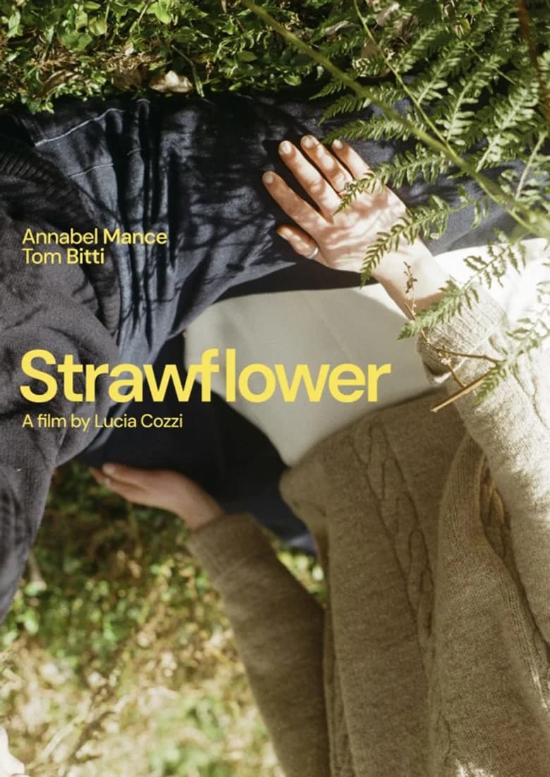Strawflower