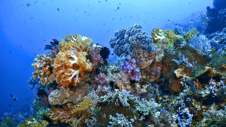 Into the Blue: Las maravillas del Triángulo de Coral