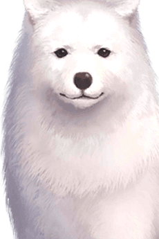 Cavall II