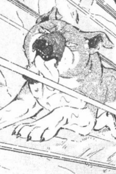 Hachi