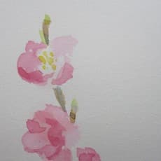 Naoko Momoyama