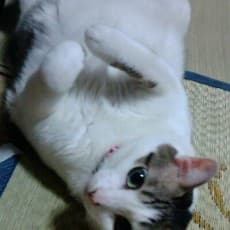Jun Sakura