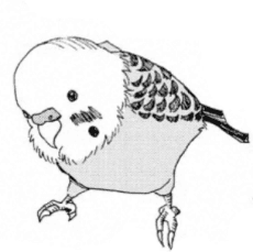 Kei Koga