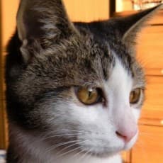 Akihiko Ureshino