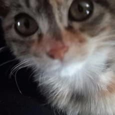 Chireon