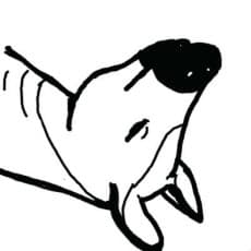 Okapaya