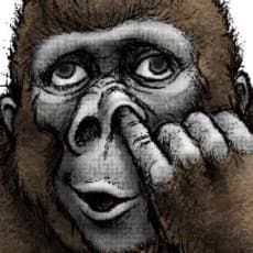 Gorilla Gorilla