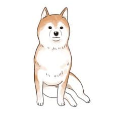 Hiyori Shiba