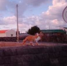 Flavie