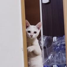 Damissi