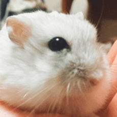Hamu Hamu