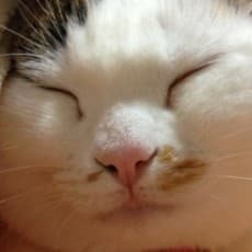 Shimaneko