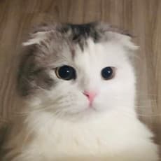 Ujubombom