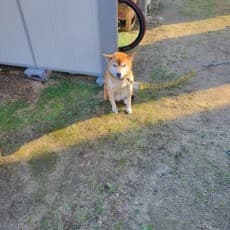 Akai Hako