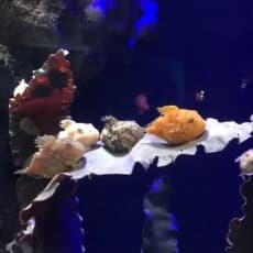 Umito