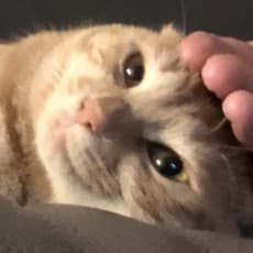 1172