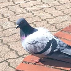 Ai Hato