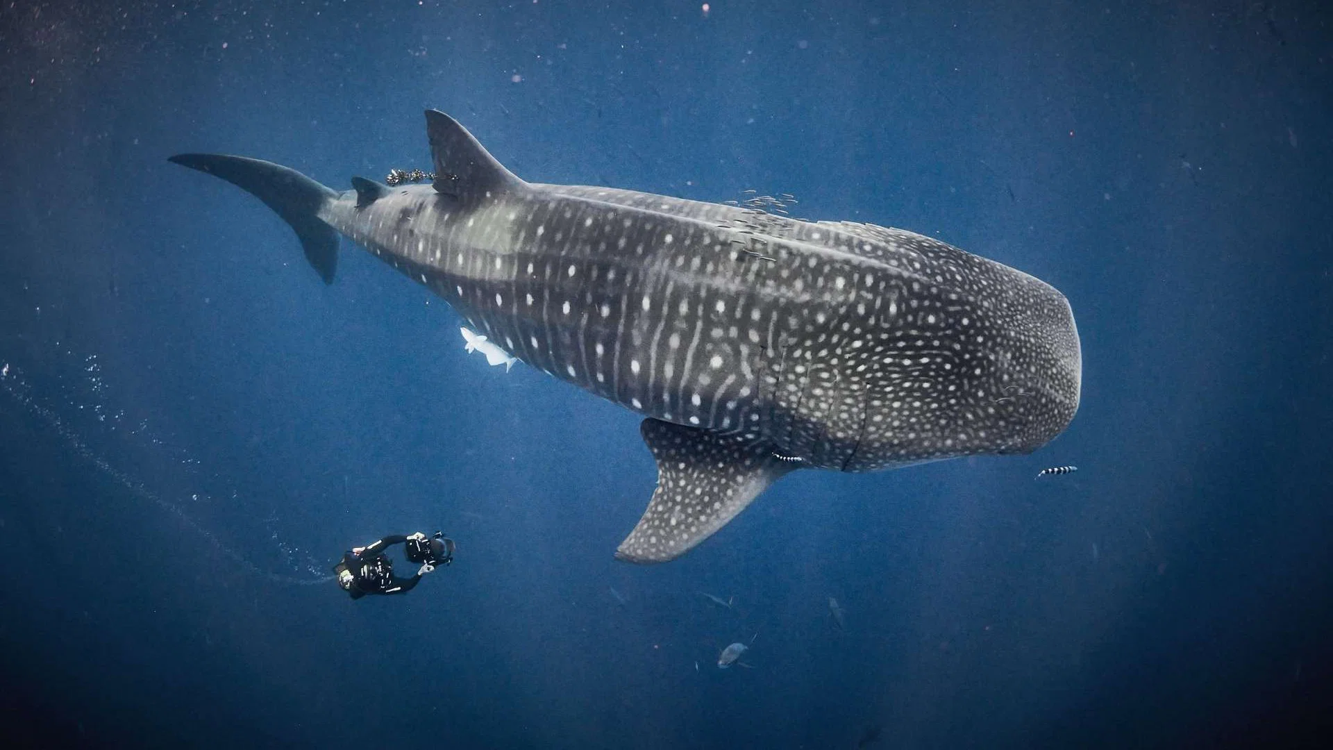 Couverture de Au plus près des requins
