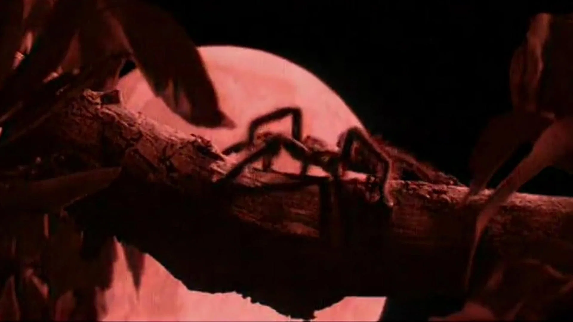 Red Spider