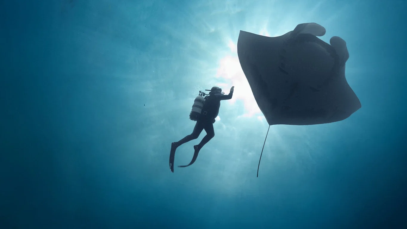 The Last Dive